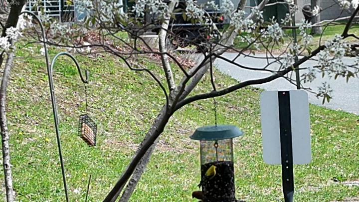 Thumbnail image for The Kathaleen Show - 'Birds At A Feeder Plus'